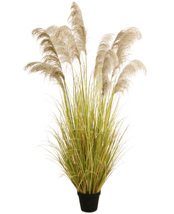 Herbe de pampa artificielle 200 cm