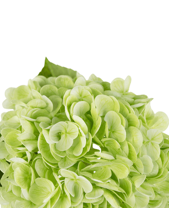 Hortensia artificiel "Annabelle" Real Touch vert 55 cm