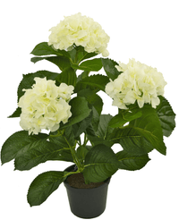 Hortensia synthétique blanc 35 cm