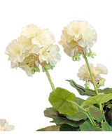 De Kunst Geranium 40 cm wit heeft licht crèmekleurige bloemen met groene stelen en bladeren tegen een witte achtergrond - een prachtige aanvulling op elke kunstbloemencollectie.