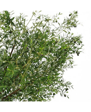 De Kunst olijfboom 270 cm met olijven heeft smalle groene bladeren en donkere olijven, waardoor het de perfecte kunstplant is om een elegante olijfboom binnen look in je ruimte te brengen.