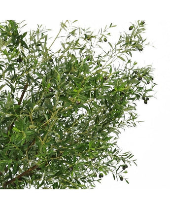 De Kunst olijfboom 270 cm met olijven heeft smalle groene bladeren en donkere olijven, waardoor het de perfecte kunstplant is om een elegante olijfboom binnen look in je ruimte te brengen.