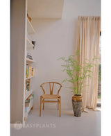 Een minimalistische kamer heeft een houten stoel naast een Kunst varen plant van 140 cm, transparante gordijnen voor het raam en boekenplanken met boeken en decor tegen een witte muur.