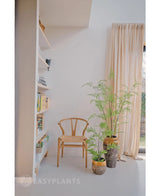 Een minimalistische kamer met een houten stoel naast de Kunst varen plant 85 cm en twee kamerplanten in pot, een hoog raam met beige gordijnen en een witte boekenplank met boeken en decor. Zacht natuurlijk licht vult de ruimte.