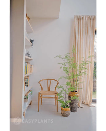 Een minimalistische kamer met een houten stoel naast de Kunst varen plant 85 cm en twee kamerplanten in pot, een hoog raam met beige gordijnen en een witte boekenplank met boeken en decor. Zacht natuurlijk licht vult de ruimte.
