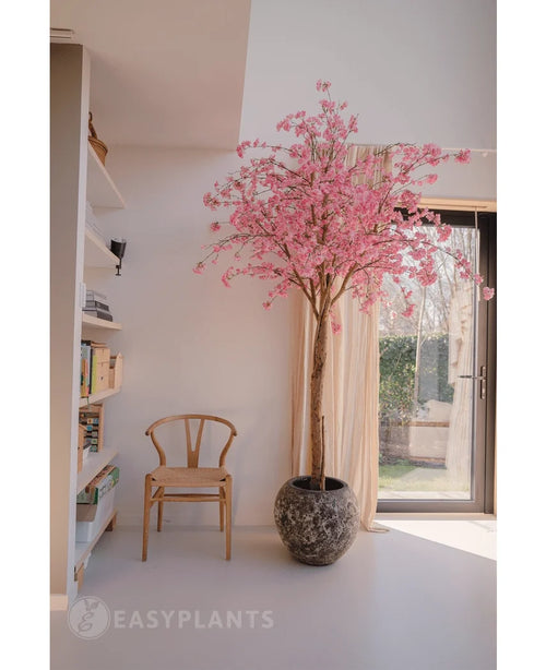 L'arbre rose en fleurs de cerisier artificiel de 240 cm aux fleurs roses est situé près d'une fenêtre dans une pièce lumineuse et moderne. Une chaise en bois se trouve à proximité, avec des étagères à gauche et la lumière du soleil traverse les rideaux transparents.