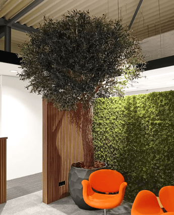De Kunstboom Olijf 300 cm staat binnen naast een houten paneel en groene moswand, met twee oranje moderne stoelen ervoor onder een industrieel plafond.