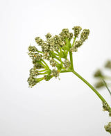 Close-up van de Kunstgras Prei Bloem Ui Graspot 60cm brandvertragend, met de groene steel en trosjes kleine lichtgroene bloemen tegen een effen witte achtergrond, met de focus op het bovenste gedeelte om de delicate details te benadrukken.