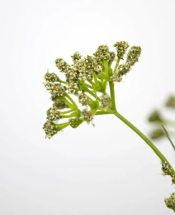 Close-up van de Kunstgras Prei Bloem Ui Graspot 60cm brandvertragend, met de groene steel en trosjes kleine lichtgroene bloemen tegen een effen witte achtergrond, met de focus op het bovenste gedeelte om de delicate details te benadrukken.