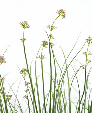 De Kunstgras Prei Bloem Uien Graspot 120cm heeft hoge, slanke groene stelen met trossen lichtroze bloemen en grasachtige bladeren. Deze kunstplant is brandvertragend en wordt geleverd in een strakke pot voor een natuurlijke uitstraling.