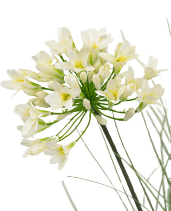 Een close-up van de Kunstgras witte Agapanthus uiengraspot 90cm brandvertragend toont delicate witte bloemen met een geel hart op lange groene stelen, omringd door piekerige bladeren, tegen een effen witte achtergrond.