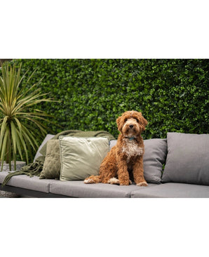 Een klein, krullend bruin-wit hondje zit op een grijze buitenbank met groene en grijze kussens, voor een weelderige Kunsthaag mattenmix 50x50 cm en een potplant.