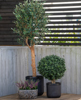 Une grande plante de buis artificiel sur tige de style romain UV 65 cm se dresse avec deux autres plantes en pot - un arbuste rond dans un pot noir et de la bruyère violette dans un petit pot en pierre - sur une terrasse près d'un mur de béton et d'une clôture à lattes de bois.