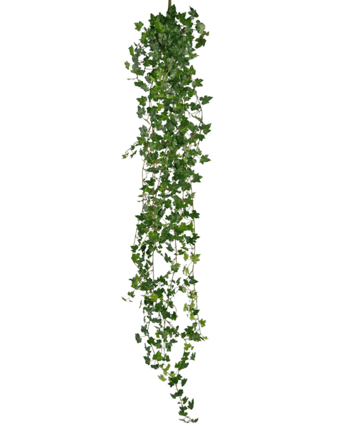 La plante suspendue artificielle Lierre deluxe 180 cm vert possède un long brin de lierre vert avec de nombreuses petites feuilles pointues qui tombent, parfaites comme décoration sur un fond blanc.