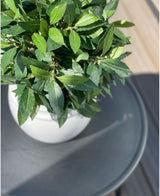 De Kunstplant Laurier UV d33 cm, een bladgroene kunstplant in een witte pot, staat op een ronde donkergrijze tafel, met natuurlijk licht dat zachte schaduwen creëert.