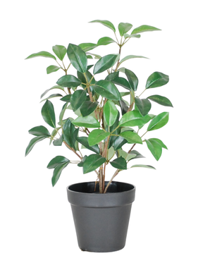 Le Laurier Artificiel en pot UV 43 cm est une petite plante en pot d'un vert luxuriant avec de multiples tiges et feuilles ovales, présentée dans un simple pot en plastique noir sur fond blanc.