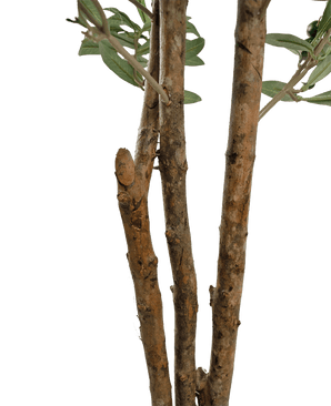 Close-up van enkele bruine boomtakken met ruwe bast en enkele groene bladeren uit de Kunst olijfboom UV 180 cm tegen een effen witte achtergrond.