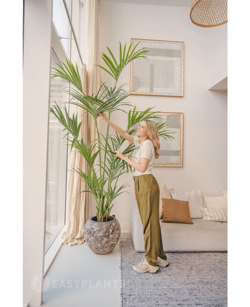 Dans un salon lumineux, une femme se tient à côté du palmier Kentia artificiel 220 cm, pendant qu'elle touche doucement les feuilles. L'intérieur tropical comprend un canapé lumineux avec des coussins, des œuvres d'art murales encadrées et de grandes fenêtres laissant entrer la lumière naturelle.