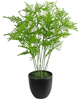 La plante artificielle Asparagus 59 cm a des feuilles vertes luxuriantes et délicates dans un pot noir élégant, sur un fond blanc frais.