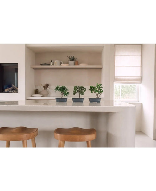 Une cuisine moderne avec un comptoir blanc, deux tabourets en bois et trois plantes artificielles Bonsai Podocarpus de 20 cm sur le comptoir. Au fond, des étagères décorées et une fenêtre avec un store romain.