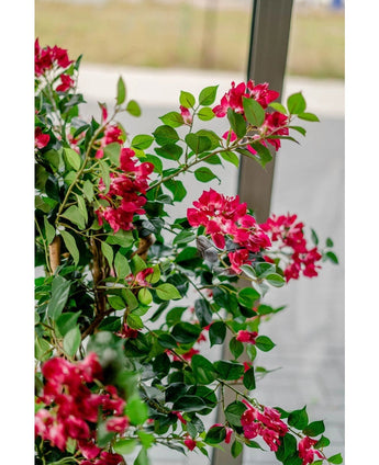 Een kleine kolibrie zweeft in de buurt van de Kunstplant Bougainvillea Liana Fuchsia 115 cm met weelderige groene bladeren, nectar nippend en een mediterrane sfeer binnenbrengend tegen een vage achtergrond van buiten gezien door het raam.