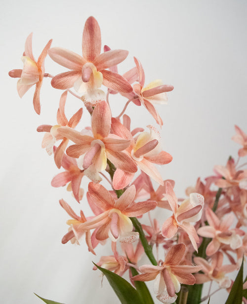 Le Cymbidium artificiel rose 58 cm présente des orchidées rose clair et couleur pêche avec des tiges et des feuilles vertes sur un fond blanc uni.