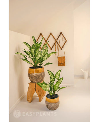 Een Kunstplant Dieffenbachia 40 cm voegt fris groen toe aan een minimalistische, lichte kamer. Afgebeeld in een rustieke pot op een krukje, met muurhaken vlakbij voor een tas en een witte gieter.