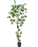 De Kunstplant Ficus 210 cm is een hoge kunstboom met meerdere slanke takken en weelderige groene bladeren in een kleine zwarte pot, tegen een effen witte achtergrond.