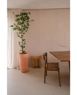 De Kunstplant Ficus 210 cm staat hoog naast transparante gordijnen in een minimale, neutrale kamer met een rustieke houten stoel, een opvallend klein houten krukje en een houten tafel.