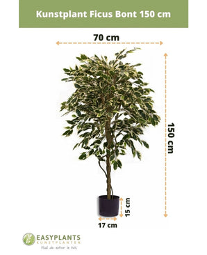 De Kunstplant Ficus Bont 150 cm van Easyplants heeft bonte bladeren en wordt geleverd in een zwarte pot (17 cm diameter, 15 cm hoog). De kunstplant is 150 cm hoog en 70 cm breed.