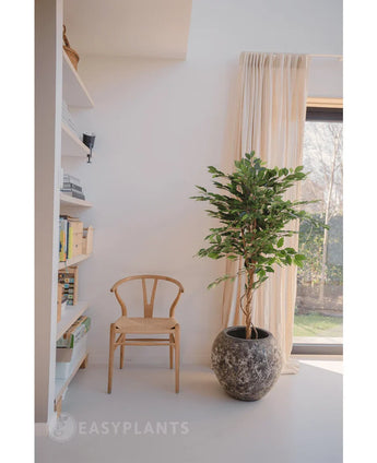 Een houten stoel staat naast een Kunstplant Ficus Groen 150 cm in een stenen pot met structuur, bij een raam met beige gordijnen. Aan de linkerkant staan planken met boeken en decor, die het lichte, minimalistische interieur versterken.