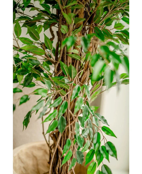 Gros plan de la plante artificielle Ficus Liana 180 cm, avec de fins troncs bruns et de nombreuses feuilles vertes brillantes, placée à l'intérieur près d'un mur clair - cet arbre artificiel réaliste apporte du charme à n'importe quelle pièce.
