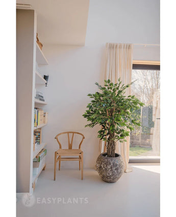 Een houten stoel en de Kunstplant Ficus Tropisch Liana 150 cm staan bij een boekenplank en een raam met gordijnen in een lichte, minimalistische kamer - ideaal voor kantoor decoratie.