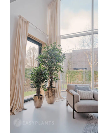 De Kunstplant Ficus Tropisch Liana 150 cm staat bij ramen van vloer tot plafond met beige gordijnen in een lichte moderne woonkamer, ideaal voor stijlvolle kantoor decoratie. Een lichte fauteuil staat vlakbij, met bomen en heggen zichtbaar buiten.