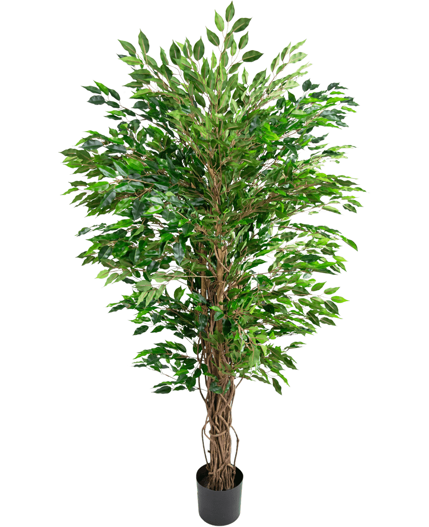 La plante artificielle hawaïenne Ficus Liana (150 cm) a des feuilles vertes luxuriantes et de multiples tiges brunes torsadées dans un petit pot noir, sur un fond blanc uni.