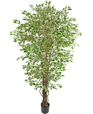 De Kunstplant Hawaiian Ficus Liana 180 cm is een hoge kunstboom met groen en wit bonte bladeren in een zwarte pot, tegen een effen witte achtergrond.