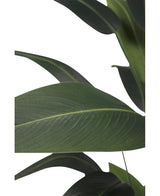 Close-up van grote, langwerpige groene bladeren met prominente nerven tegen een witte achtergrond. Het gelaagde patroon is typerend voor de Kunstplant Heliconia 160 cm - een onderhoudsvrije plant die perfect is voor elke ruimte.