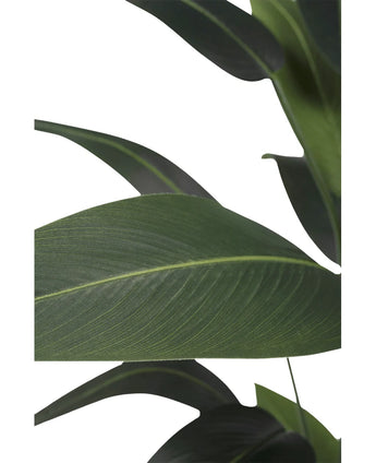 Close-up van enkele grote, donkergroene bladeren met zichtbare nerven tegen een witte achtergrond. De overlappende bladeren van Kunstplant Heliconia 210 cm creëren een gelaagde, tropische look met een luxe uitstraling.