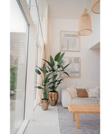 Een lichte, moderne woonkamer met grote ramen, een grijs vloerkleed, een houten salontafel en een lichte bank. Twee Kunstplant Heliconia's 210 cm in metalen vazen bij beige gordijnen geven de ruimte een luxe uitstraling.