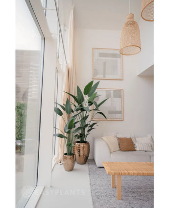 Een lichte, moderne woonkamer met grote ramen, een grijs vloerkleed, een houten salontafel en een lichte bank. Twee Kunstplant Heliconia's 210 cm in metalen vazen bij beige gordijnen geven de ruimte een luxe uitstraling.