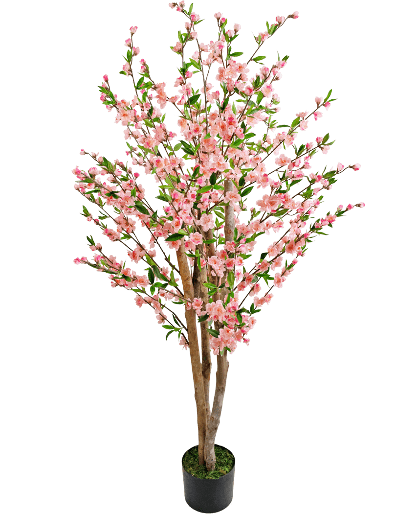La plante de cerisier artificielle 150 cm rose est un cerisier artificiel avec de multiples troncs marron, des fleurs roses et des feuilles vertes, représentés sur un fond blanc uni.