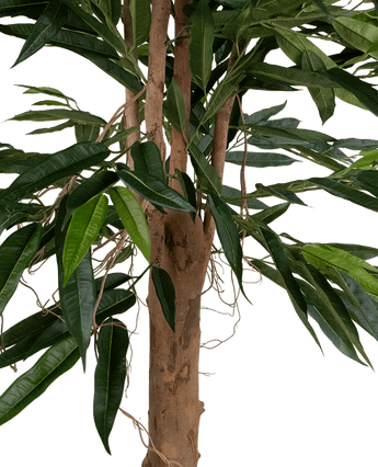 Een close-up van de Kunstplant Longfolia 180 cm toont de boomstam met lange, smalle groene bladeren en dunne, kronkelende lianen tegen een witte achtergrond.