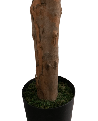 Een close-up van de Kunstplant Longfolia 180 cm, met de boomstam in een zwarte pot met groen mos, tegen een effen witte achtergrond.