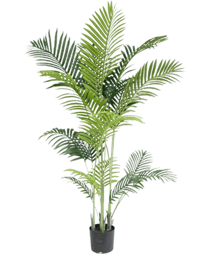 De Kunstplant Phoenix 160 cm heeft meerdere slanke groene stelen en lange, overhangende bladeren, die een luxe uitstraling geven aan elke ruimte en de schoonheid van tropische planten oproepen tegen een frisse witte achtergrond.