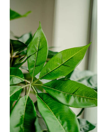 Close-up van enkele heldergroene, glanzende bladeren met zichtbare nerven aan de Kunstplant Schefflera 150 cm, tegen een onscherpe achtergrond bij een raam.