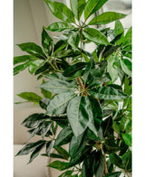 Een close-up van de Kunstplant Schefflera 150 cm toont de lange, glanzende groene bladeren bij een raam waar natuurlijk licht het weelderige, levensechte gebladerte benadrukt.
