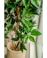 Een close-up van de Kunstplant Schefflera 150 cm met brede groene bladeren in een lichte houten pot, geplaatst bij een raam met natuurlijk licht dat de weelderige bladeren accentueert.
