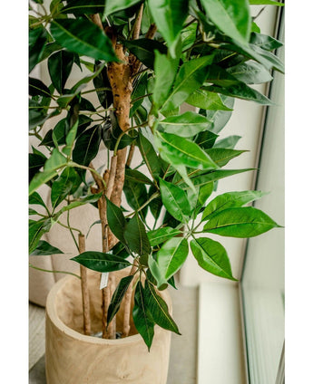 Een close-up van de Kunstplant Schefflera 150 cm met brede groene bladeren in een lichte houten pot, geplaatst bij een raam met natuurlijk licht dat de weelderige bladeren accentueert.