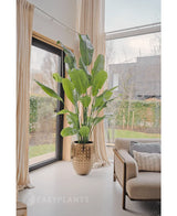 De Kunstplant Strelitzia Nicolai Deluxe 210 cm, met grote groene bladeren, staat bij een raam in een lichte moderne woonkamer met beige gordijnen, een bank en uitzicht op buiten dat zichtbaar is door het glas.