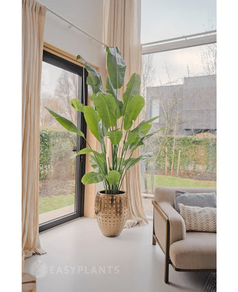 De Kunstplant Strelitzia Nicolai Deluxe 210 cm, met grote groene bladeren, staat bij een raam in een lichte moderne woonkamer met beige gordijnen, een bank en uitzicht op buiten dat zichtbaar is door het glas.
